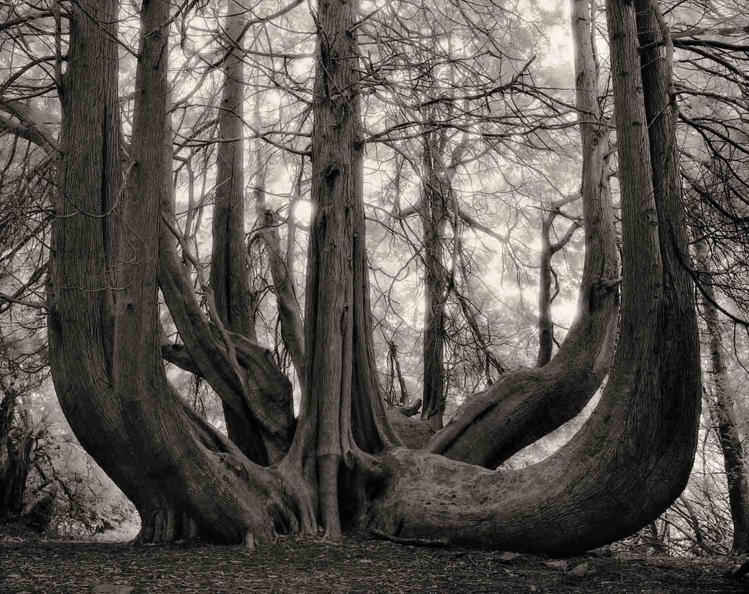 Beth Moon