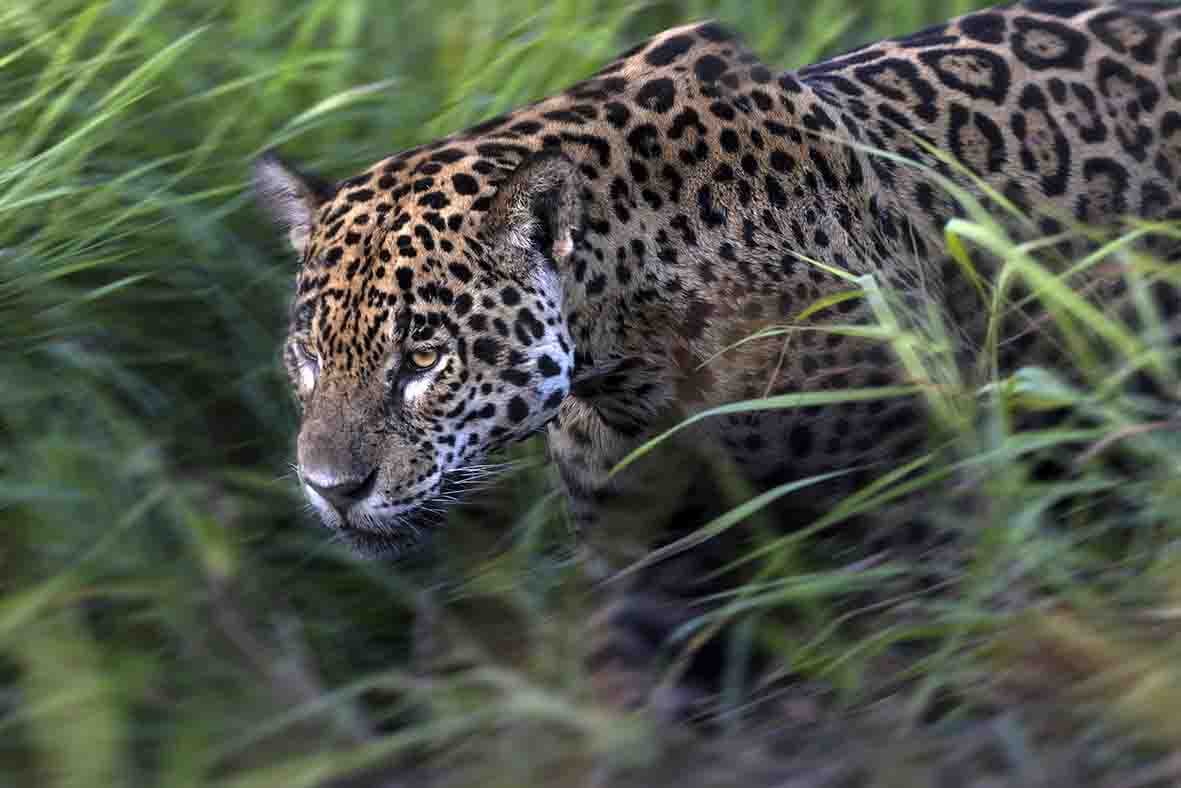 Brent Stirton