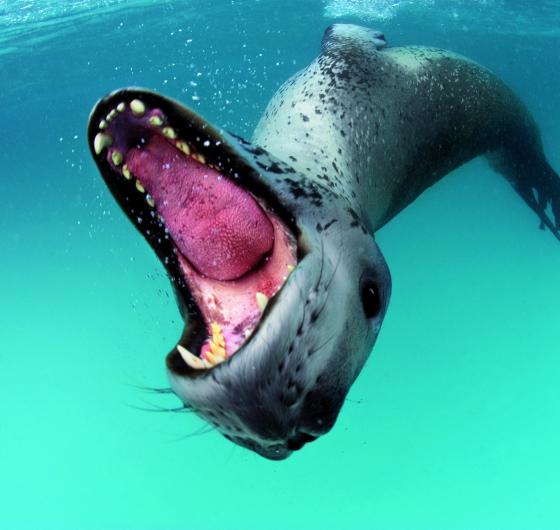 ©-Paul-Nicklen-National-Geographic-Creative.jpg ©-Paul-Nicklen-National-Geographic-Creative.jpg