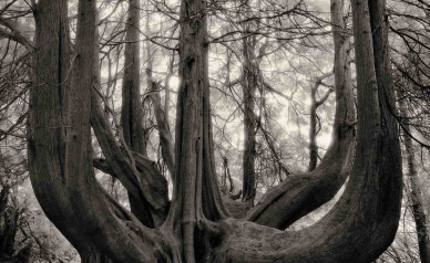 Beth Moon