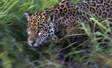 Brent Stirton