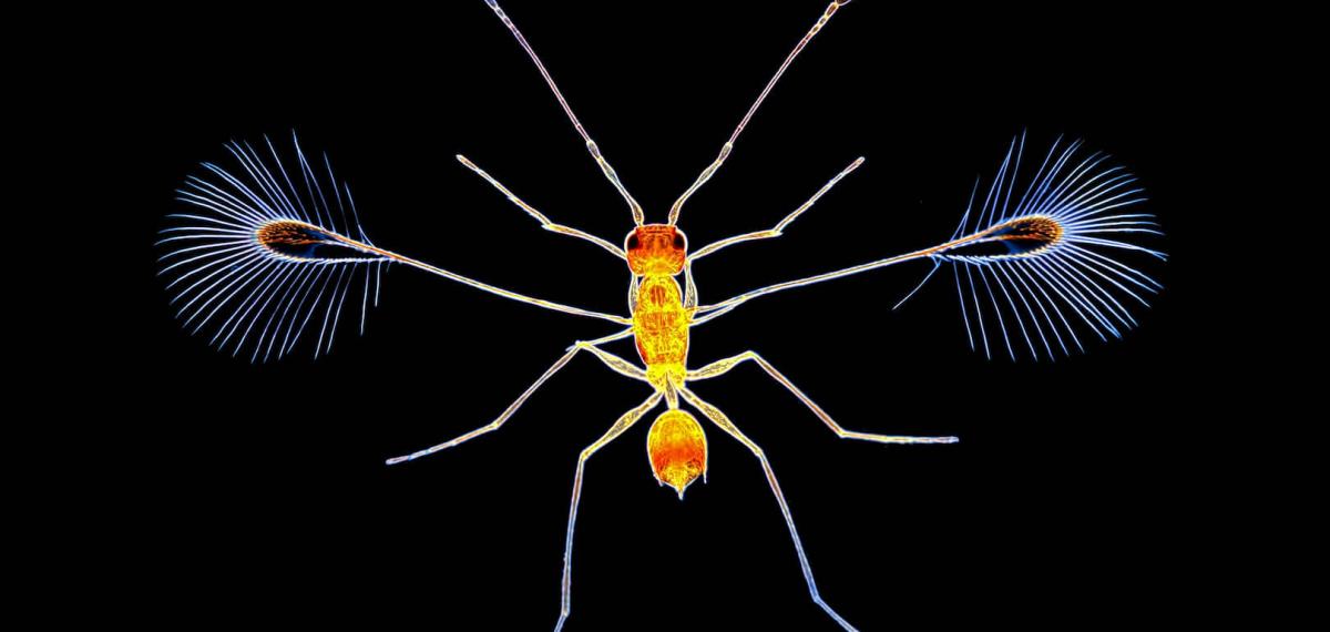 Spike Walker - Alaptus Magnanimus - Plus grand que la vie Spike Walker - Alaptus Magnanimus - Plus grand que la vie