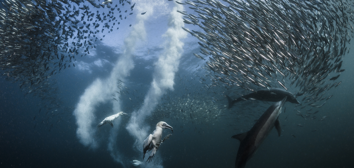 Greg Lecoeur / Journey to the centre of the sea Greg Lecoeur_FestivalPhotoLaGacilly2020